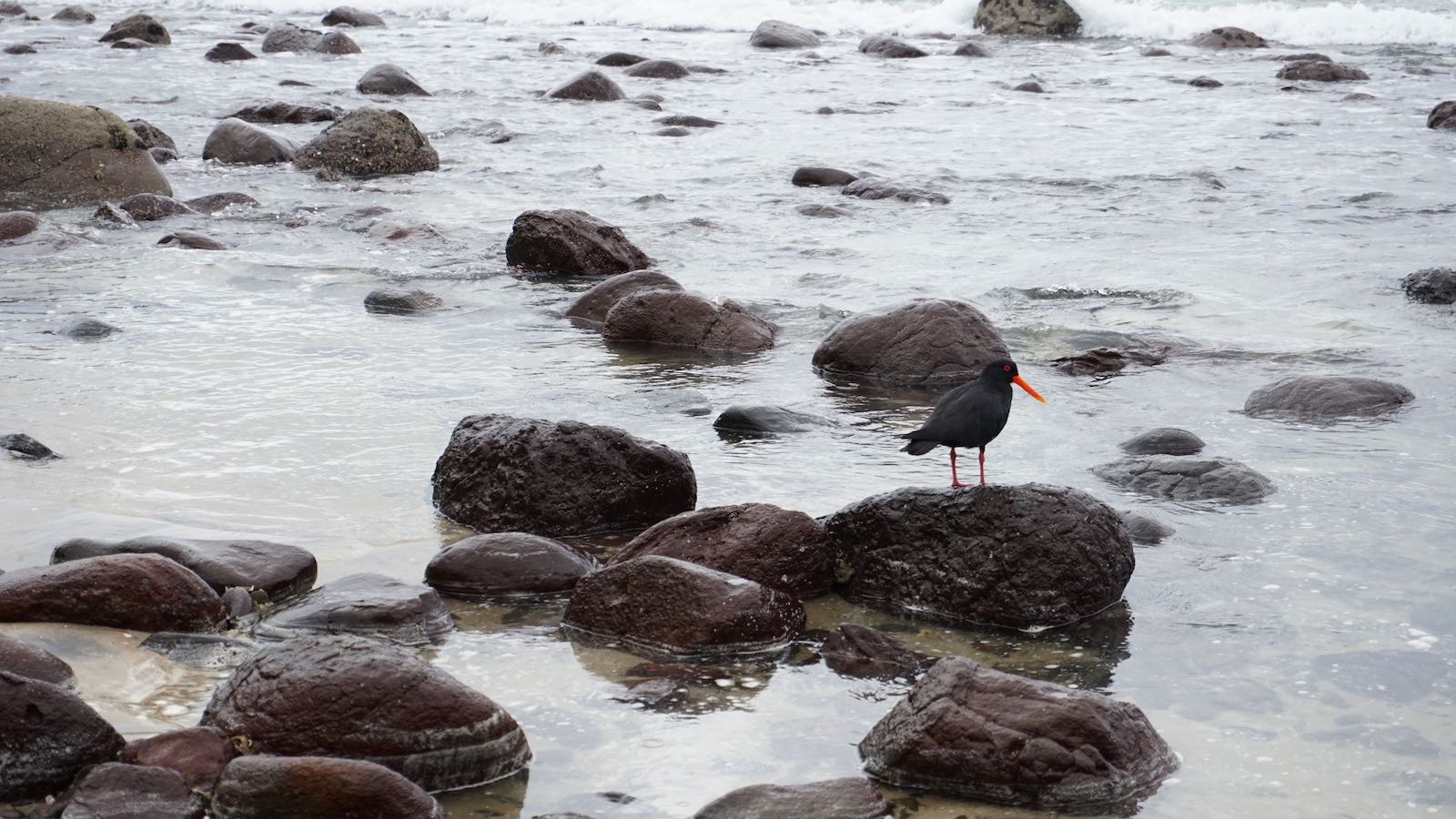 Colorful bird on the beach