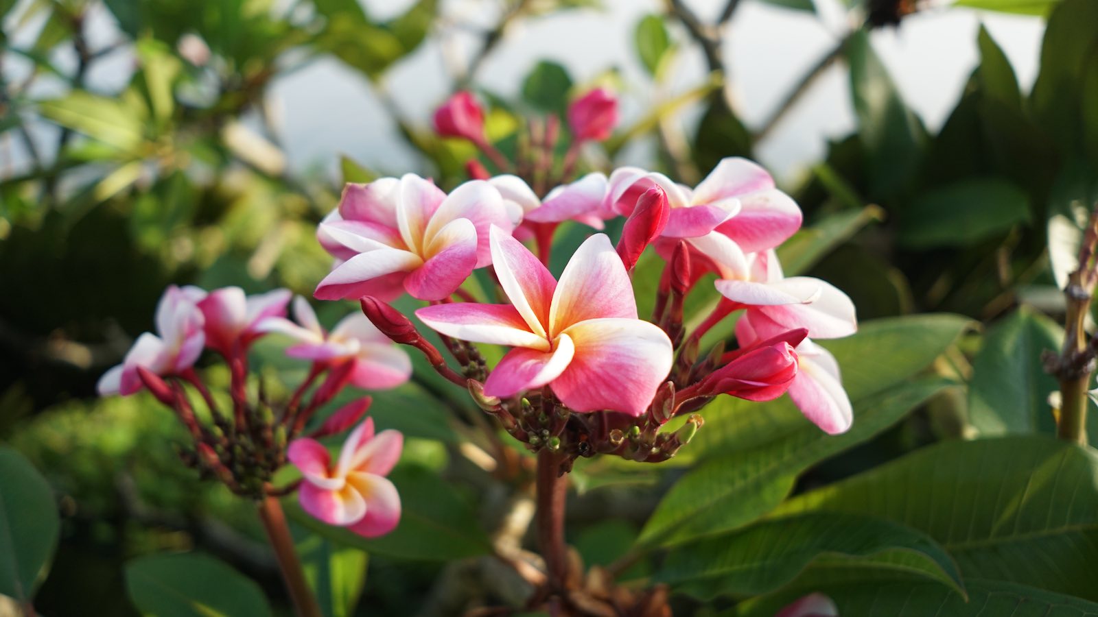Noticed some of the pretty flowers along the walkway.