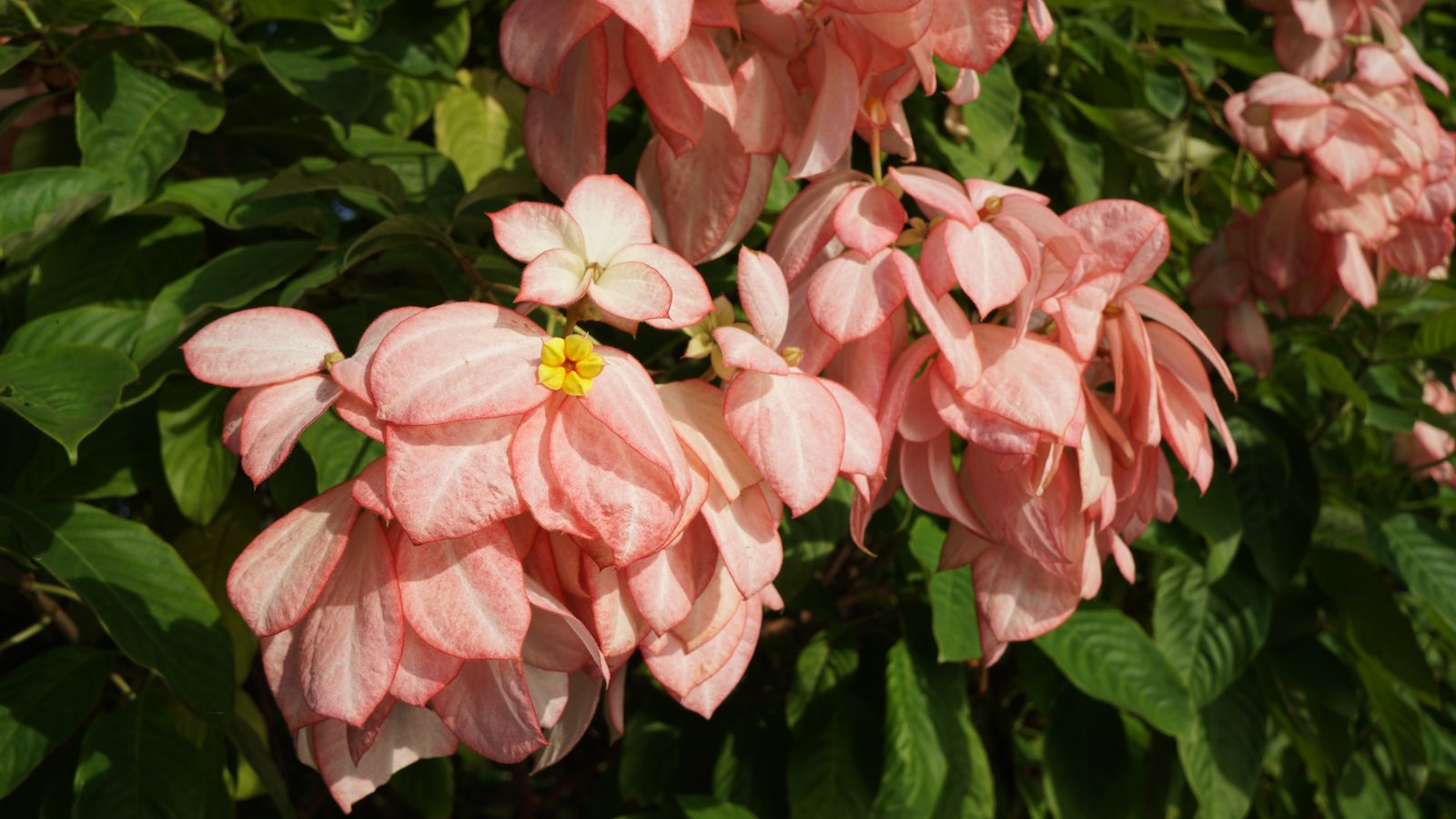 Lots of nice flowers along this boardwalk too.