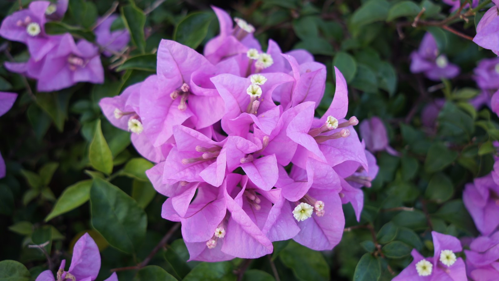 Purple flowers.