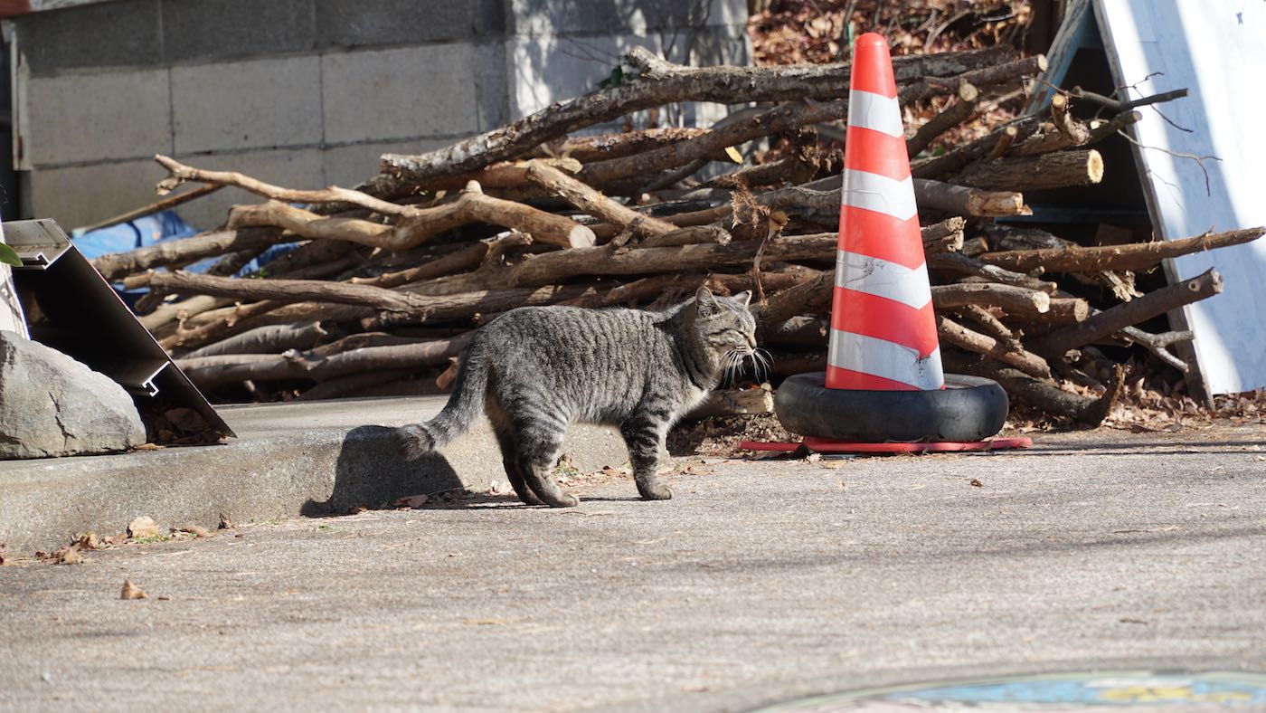 A real cat walking around the streets by the lake.