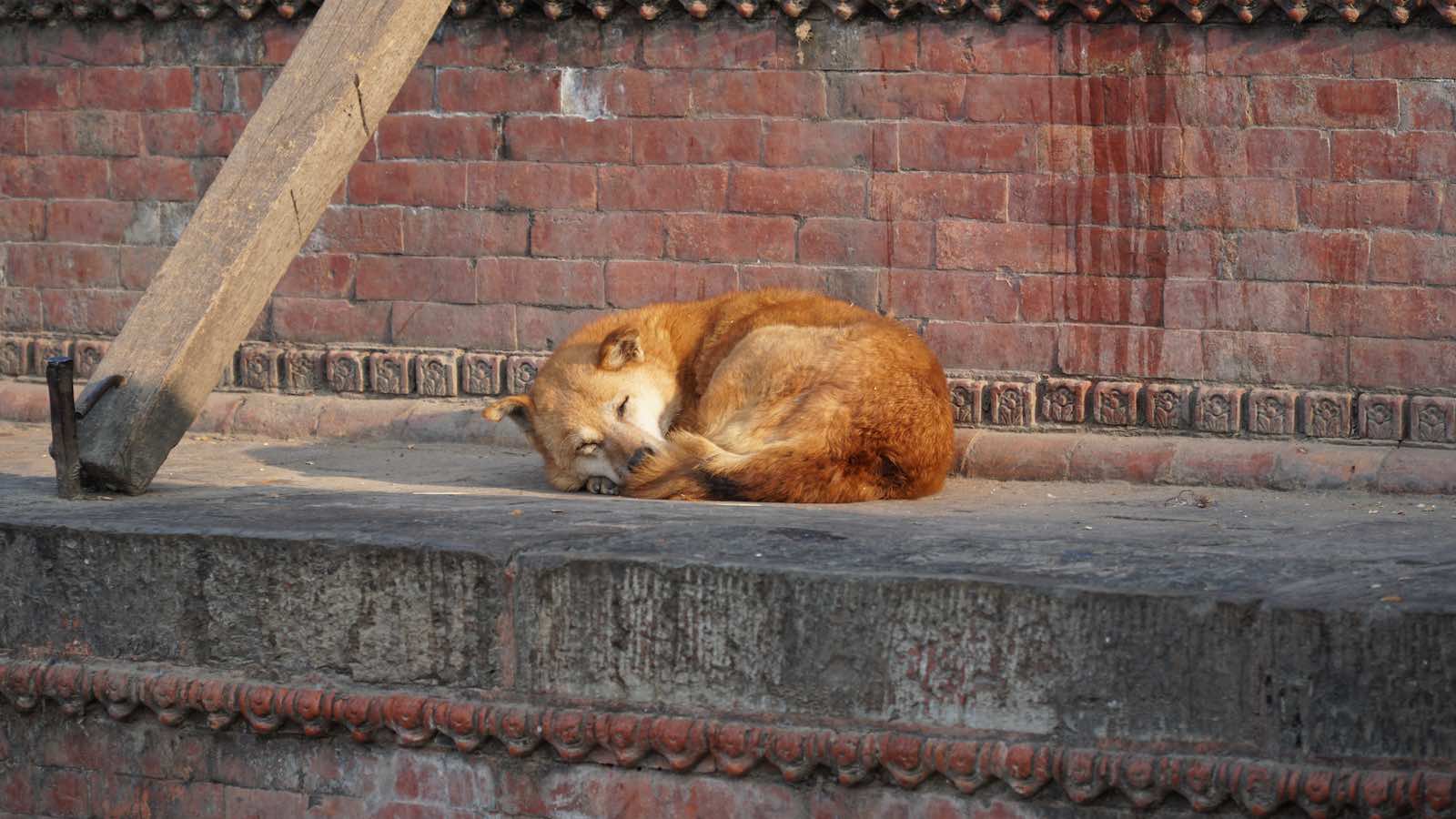 Street dogs were a common sight, they were all very docile.