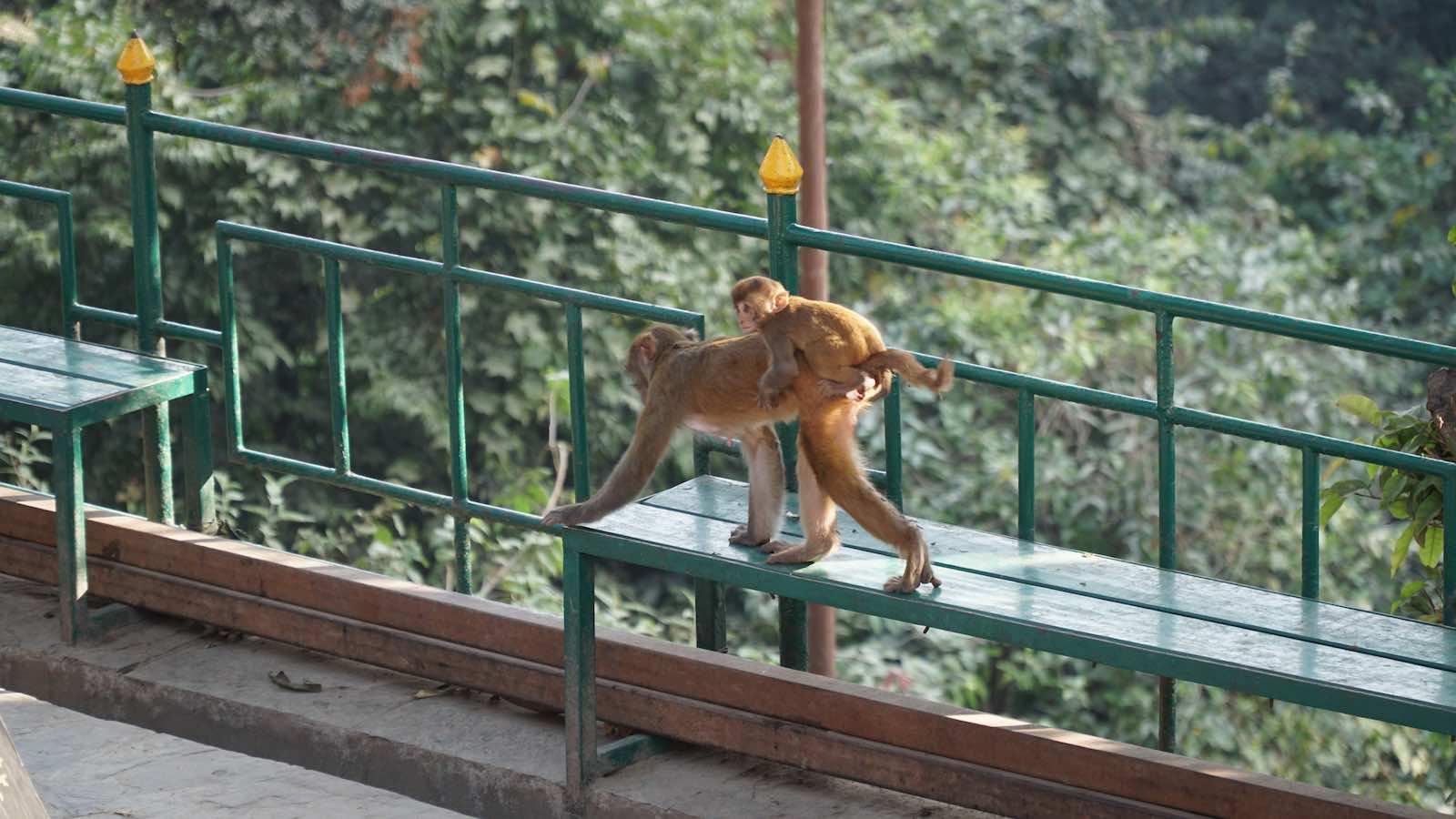 There was a temple on top of a hill around here called the Monkey Temple, it had good views of the city (albeit through the thick smog) and a lot of monkeys.