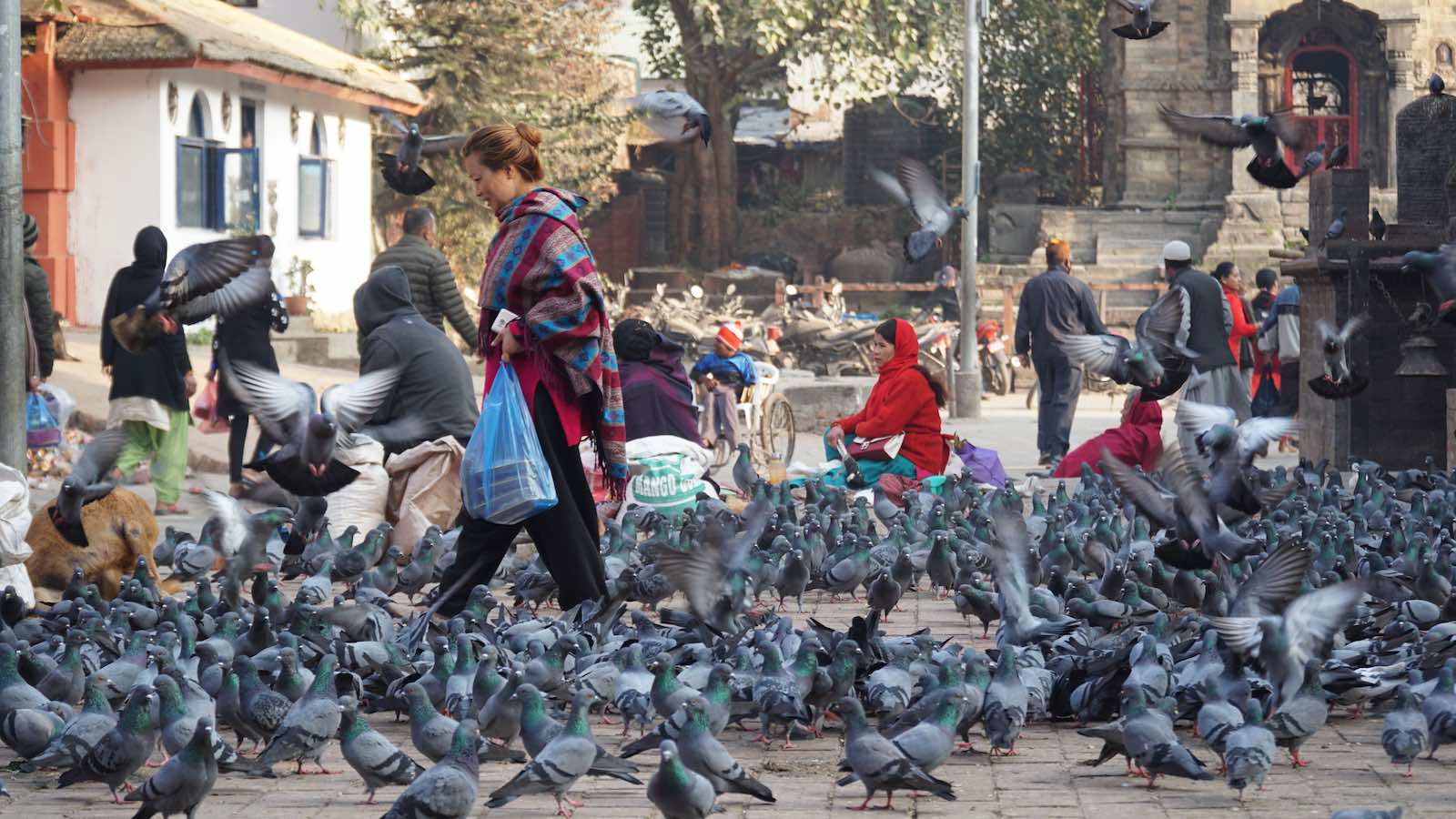 Visited a temple that was COMPLETELY covered in pigeons.
