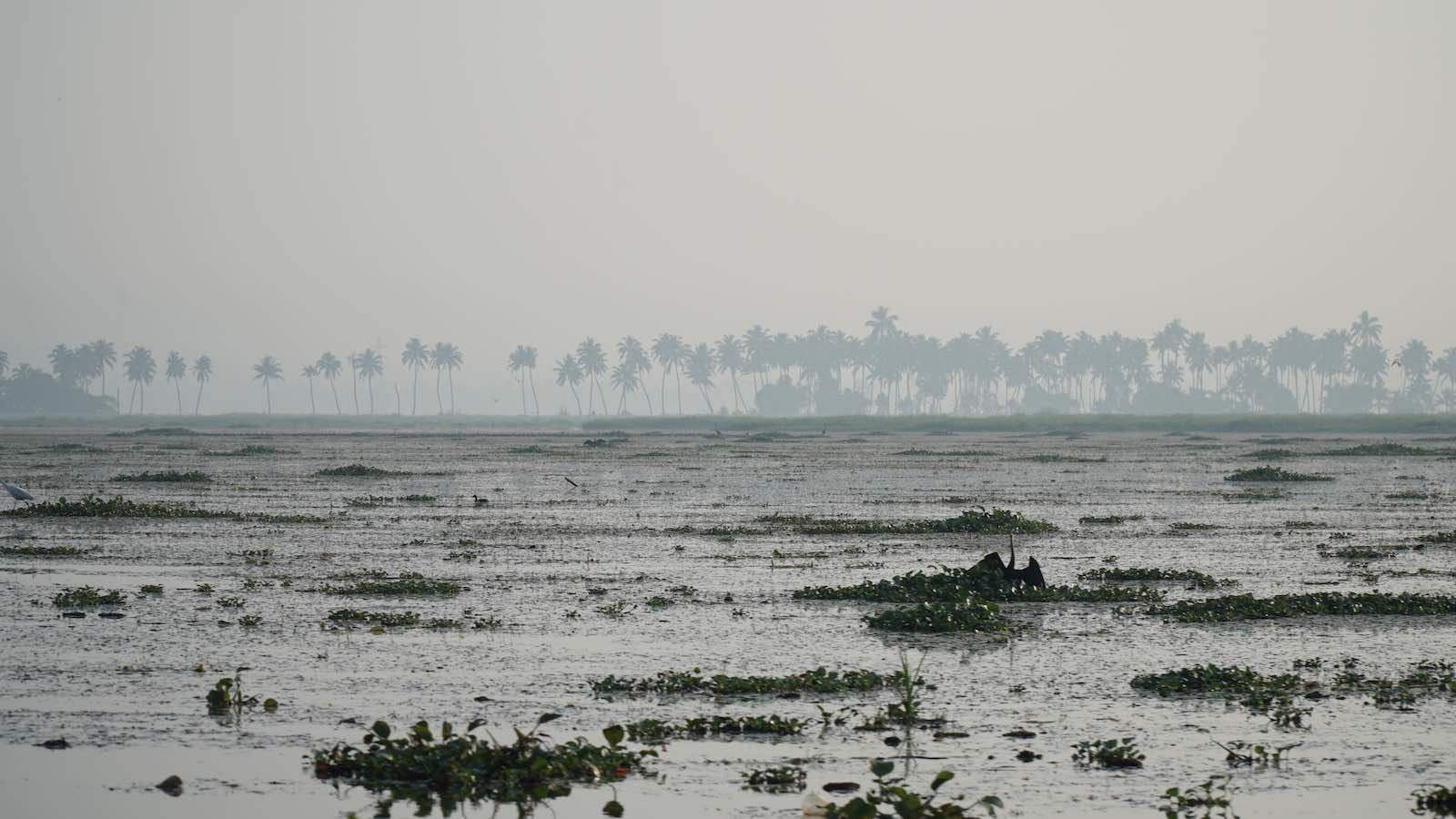 There were palm trees lining every bit of land not covered by water.
