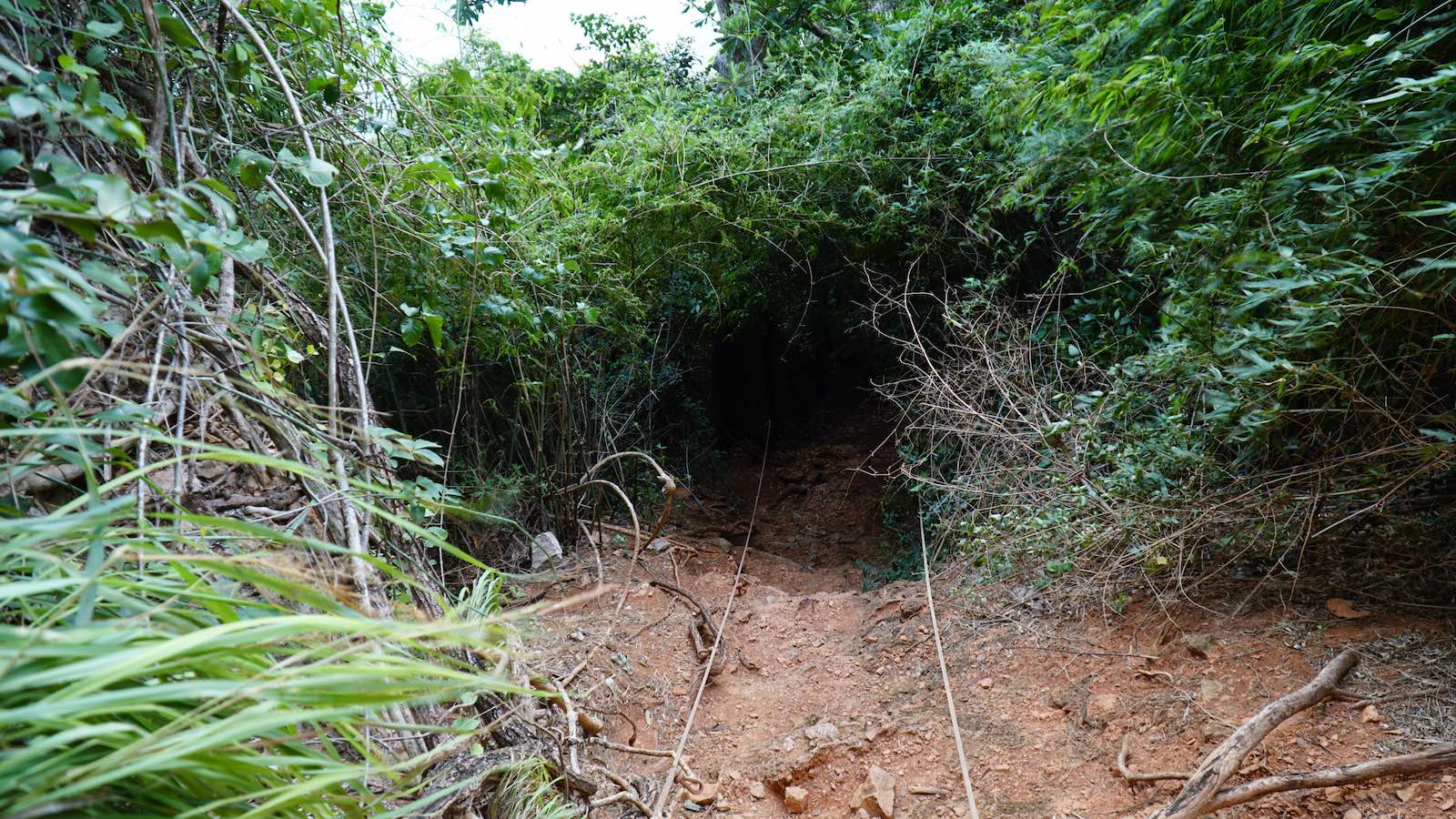 Deeper into the brush... No sign of any 'secret beach' or any way to get to the other side of the peninsula... I ended up getting lost, walked in a circle and ended up right back where I started. I also walked straight into a small cloud of mosquitoes and suffered 5 bites instantaneously.