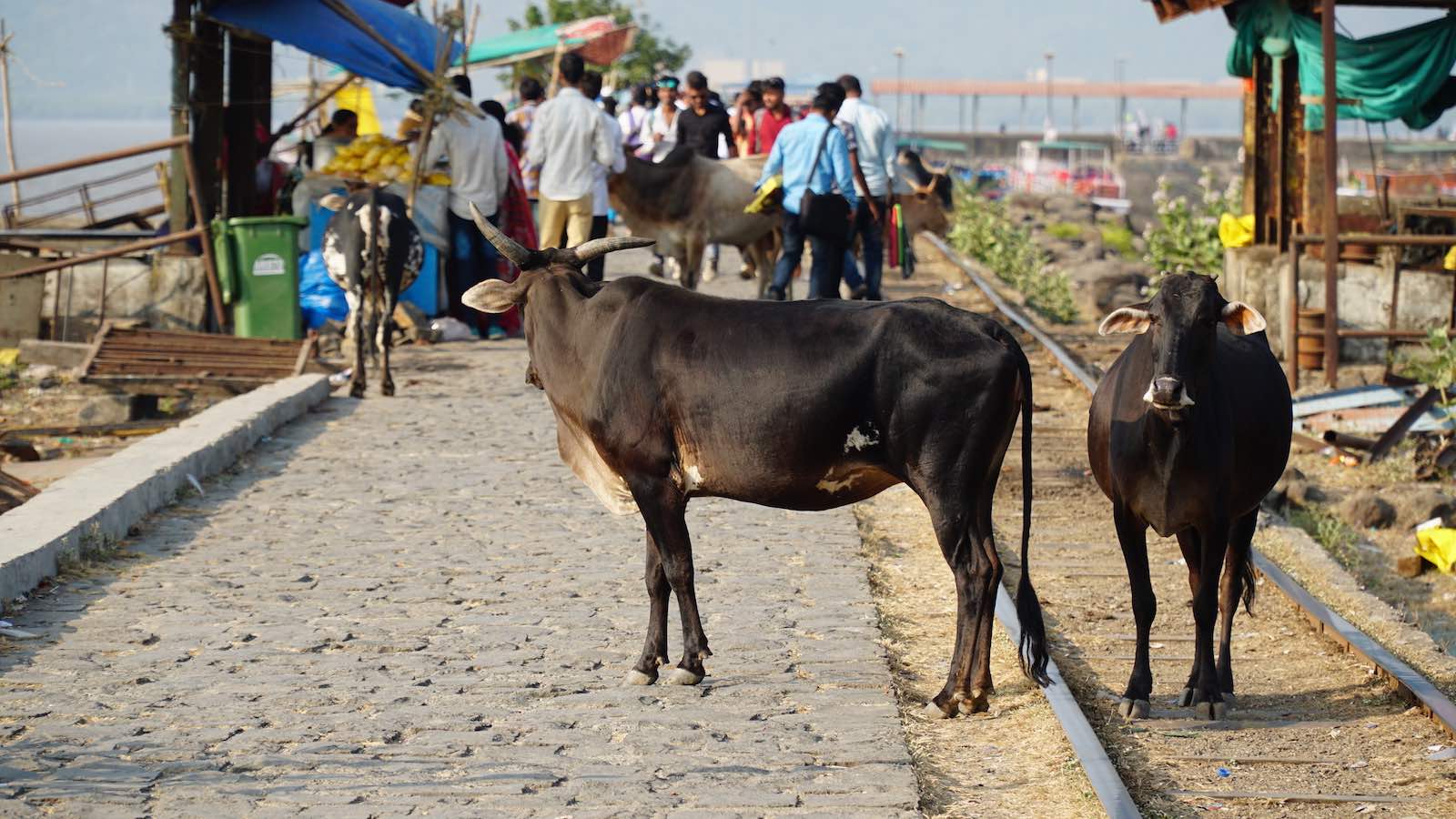 Got off the boat and started exploring the island. The path through the island was lined with shops and merchants selling hats, food, clothes, sunglasses. Cows, dogs and monkeys also wandered the streets.