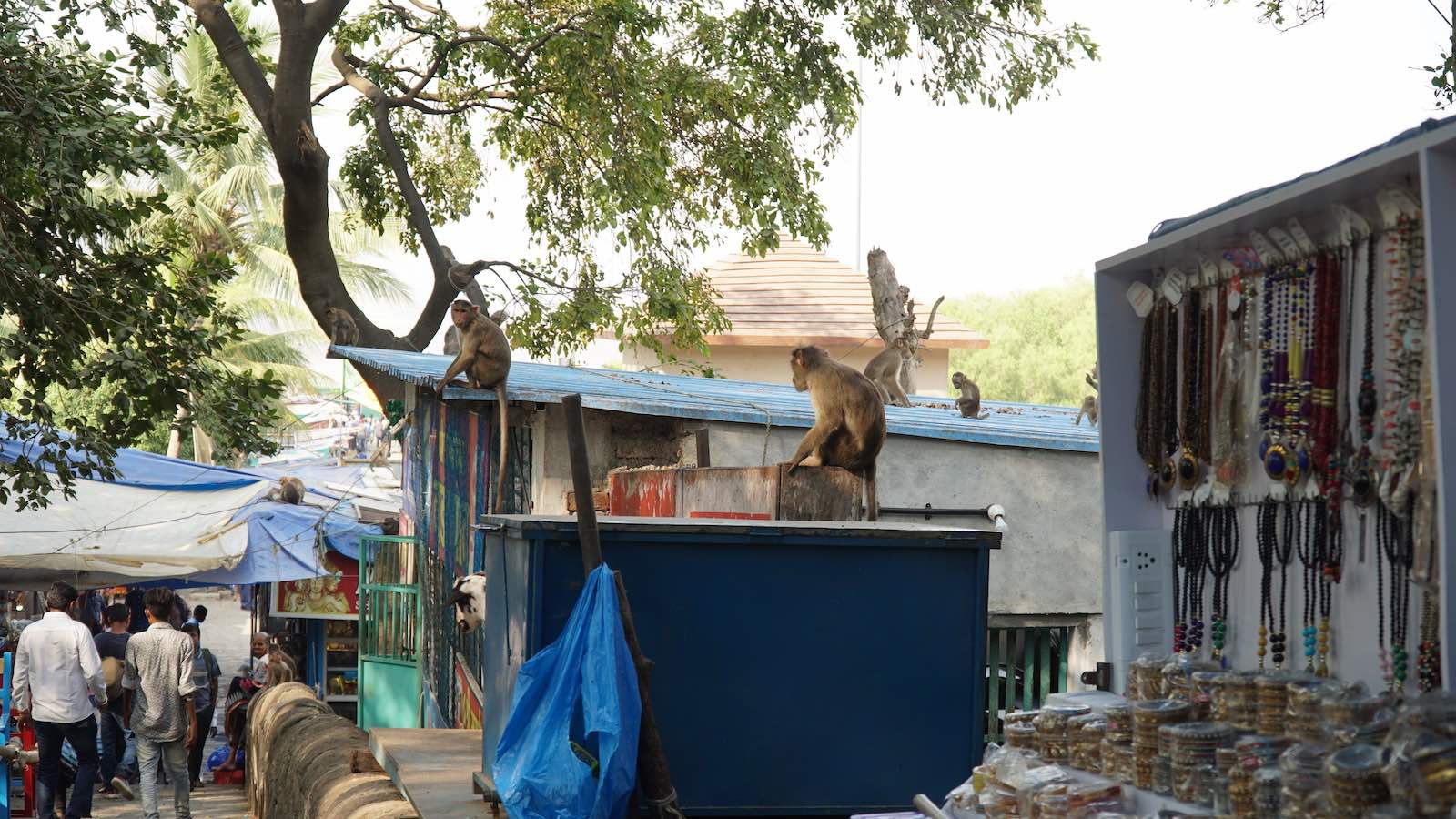 Monkeys waiting, ready to snatch food off of unsuspecting humans. I had bought an ice cream bar to eat because it was so hot and a monkey ran up to me and tried to climb my jacket to get it. Thank goodness I wasn't directly under a tree or they probably would've jumped me. I quickly retreated into the safety of a crowd of humans to finish my ice cream before moving on.