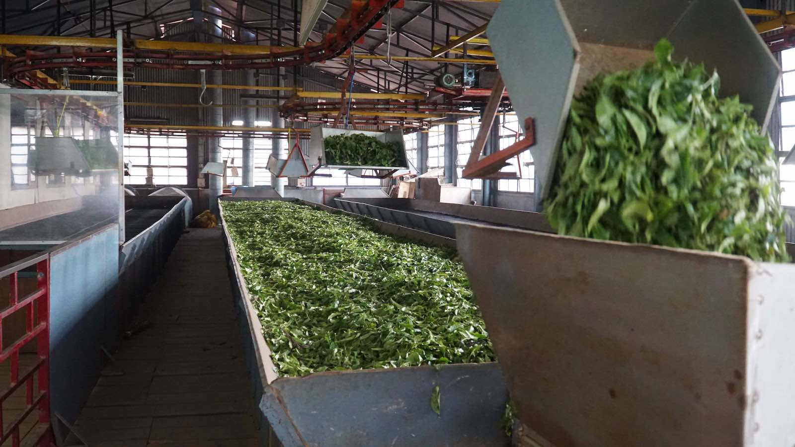My autorickshaw driver recommended that I go check out a local tea museum instead, plus there are some nice sunset views from there. So I went. The tea museum smelled AMAZING, especially in the room with all the fresh tea leaves before they were dried.