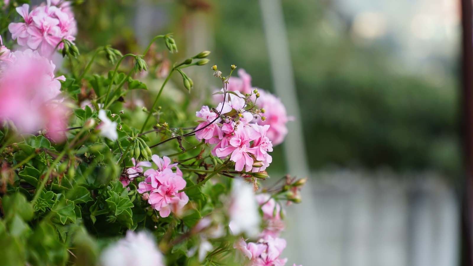 They had some really beautiful flowers growing at the guesthouse I was staying at. One thing about India is that it seems like everything grows and thrives here.
