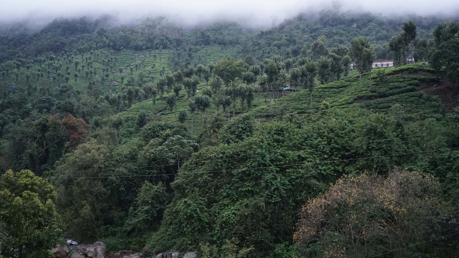 On the way down we passed by tea plantation after tea plantation.