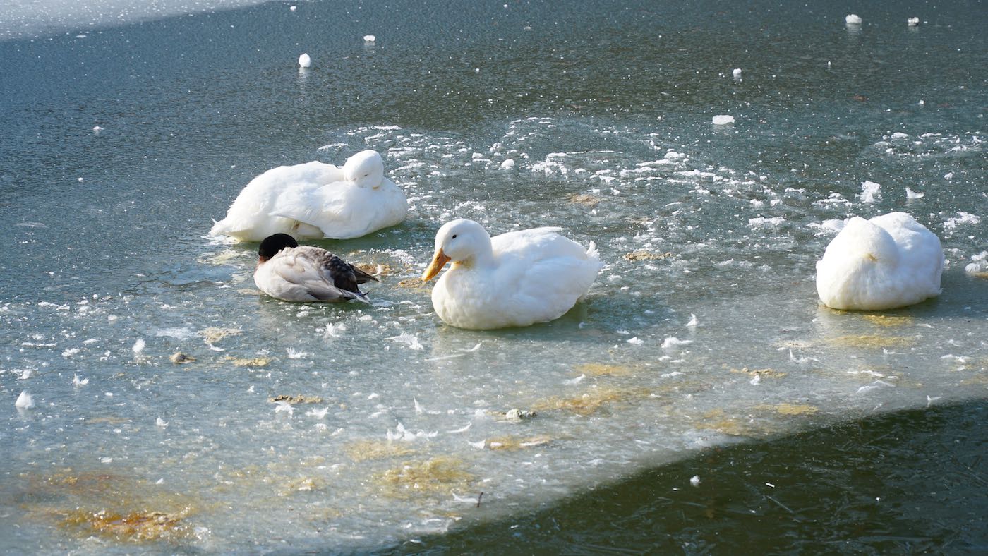 Ducks chilling on a frozen pond in the middle of the village.